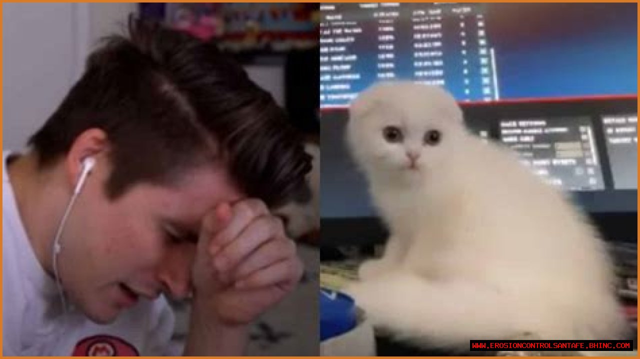 Ludwig lets YouTube viewers decide name for his new cat and instantly regrets it