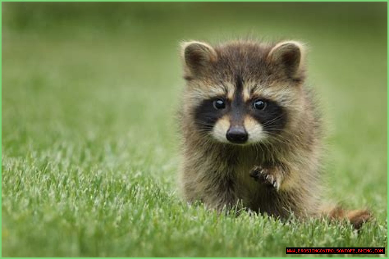 What do baby raccoons eat