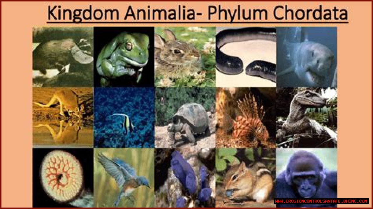 Which creature is kingdom animalia phylum chordata?